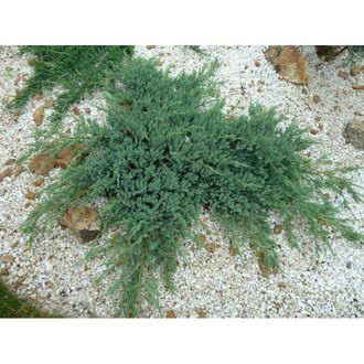 Можжевельник горизонтальный Глациер (Juniperus horizontalis Glacier)