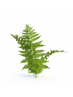 папоротники Папоротник 5