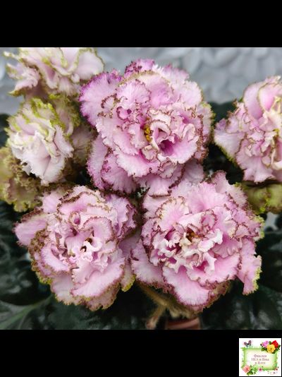 БР-Кудряшка (С. и Н. Буркацкие) 2021 г.