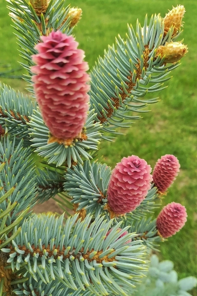 Ель колючая Hoopsii