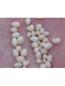 Полынник (в пакетике 35-40шт.)