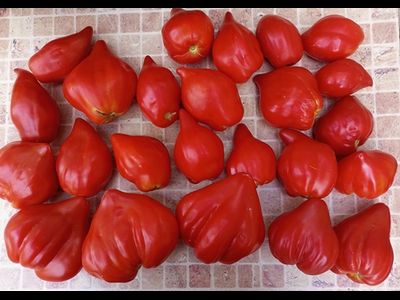 Томат Скифея (Скифская фея)