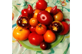 Оттенки и цвета томатов сентября