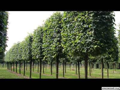 Липа европейская Палида - Pallida