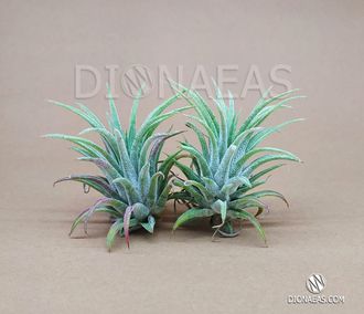 Tillandsia ionantha зеленая - Тилландсия Ионанта, Тилландсия фиалкоцветковая