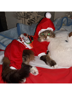 Новогодний костюм для собак Merry Christmas