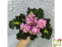 ЛЕ-Пряная Корица (Е. Лебецкая) 2020 г.