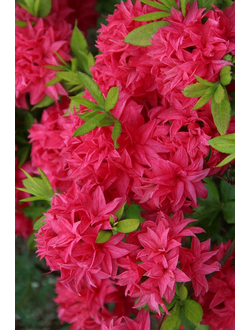 Рододендрон (Азалия) Homebush