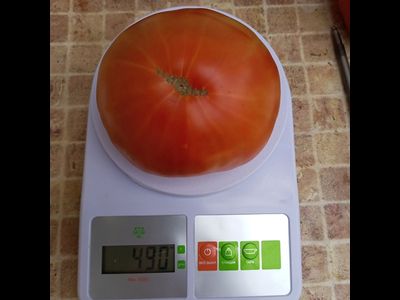 Томат Маршал Победа