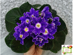 DS-Сияющий Колокольчик (Dimetris) 2014 г.