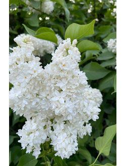 Сирень обыкновенная Моник Лемуан