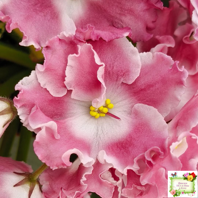 НД-Морковка (Н. Данилова-Суворова) 2021 г. (лист посажен 26.02.26)