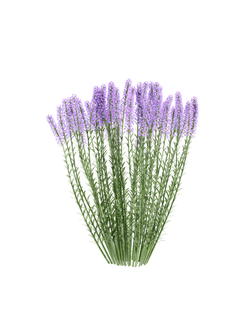 цветы Вереск 4