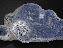 Коралл голубой Акори, Австралия (137*57*14 мм, 129 г) №37716