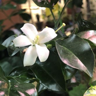 Murraya paniculata 'Himalayan' (Giant leaf) / муррайя гималайская большой лист