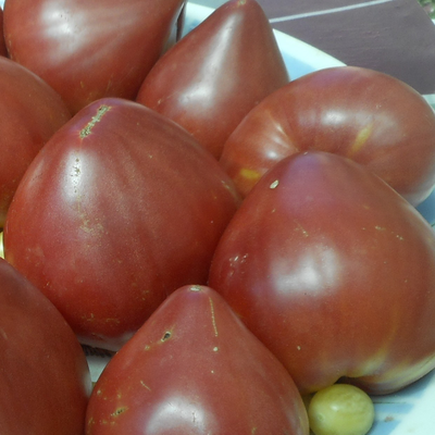 Томат Знаменитая клубника Миссис Шлаубах (Mrs. Schlaubaugh’s Famous Strawberry )