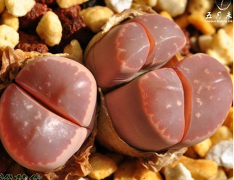 Lithops olivacea v.nebrownii Aggeneys - 5 семян