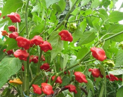 Перец острый Колокольчик (Bishop Crown, Bishop Hat, Christmas bell)