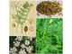 Тмин обыкновенный (Carum carvi) семена, 5 мл - 100% натуральное эфирное масло