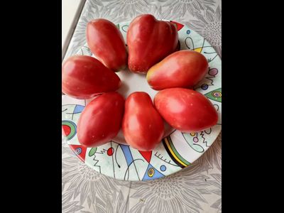 Томат Клубничный (Fragolone), Италия