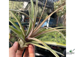 Тилландсия Streptophylla x novakii