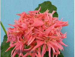 Пеларгония Jip's Desert Dawn