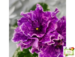 SV-Космические Ежи (С. Суворова) 2021 г.