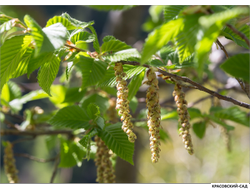 Граб обыкновенный - Carpinus