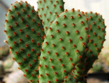 Opuntia microdasys var. rufida