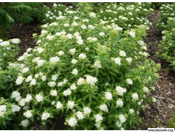 Спирея Альбифлора - Albiflora