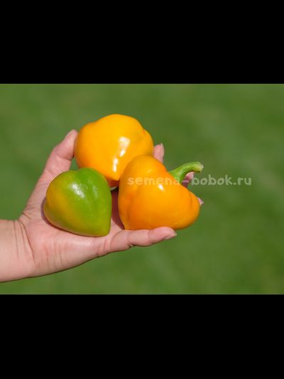 Перец сладкий Леся Оранжевая, 10 шт