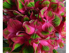 Гортензия крупнолистная Замок Вакербарт  2-х летка горш.С1.5л