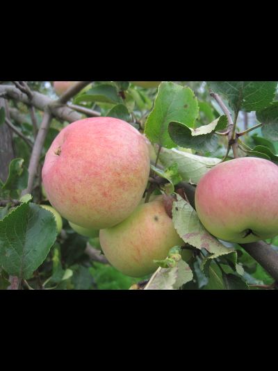 Спасское (яблоня)