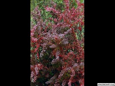 Барбарис Тунберга Голден ринг