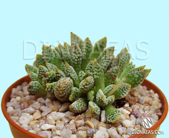 Crassula Ausensis ssp. Titanopsis - Крассула аусиензис вар. титанопсис, миниатюрная крассула