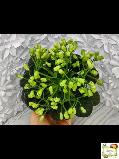 Emerald Bell (О.Барышева) 2016 г. (лист посажен 03.09.26)