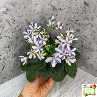 7 Белок (Калгины) химера (стартер сорт)