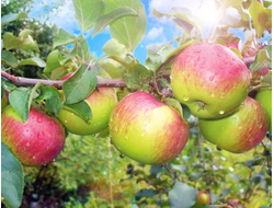 Уэлси (яблоня)