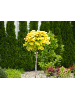 Клeн остролистный Globosa Aurea