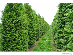 Голден Смарагд купить - Красовский-Сад.рф