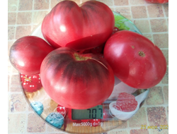 Томат KAS-21, Польша