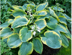 Хоста Frances Williams, C2