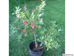 Голубика Пинк Лемонейд - Pink Lemonade