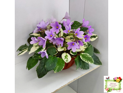 ЛЕ-Эрика (Е. Лебецкая) трейлер