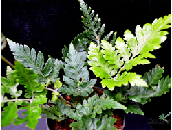 Папоротник  тайландский ''Windelov''