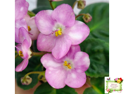 Heinz's Bubbles (H.Dornbusch) (лист посажен 30.01.26)