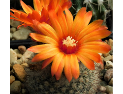 Parodia malyana aff. VG-1339 - 10 семян
