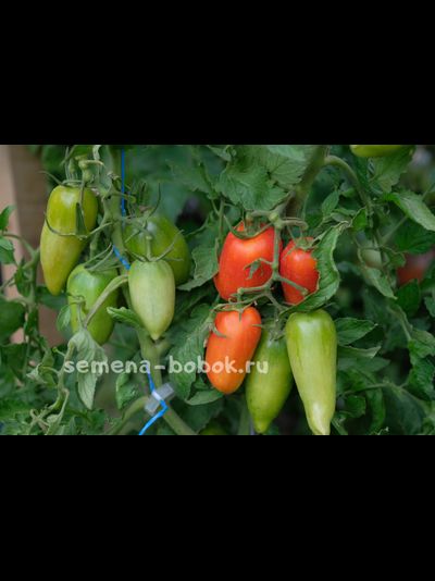 Томат Корнабель F1, 3 шт.