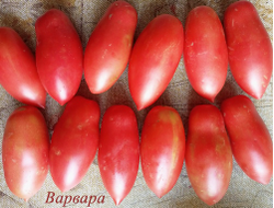 Томат Варвара