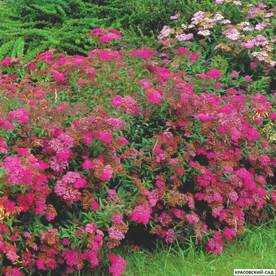 Спирея Энтони Ватерери